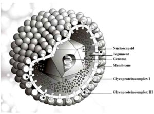 Human Cytomegalovirus An Overview