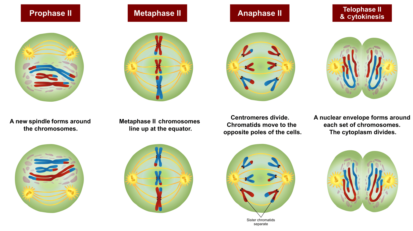 Label The Phases Of Meiosis