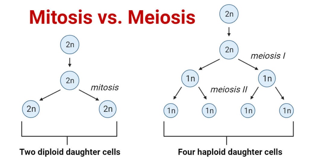 Mitosis Vs Meiosis Major Key Differences