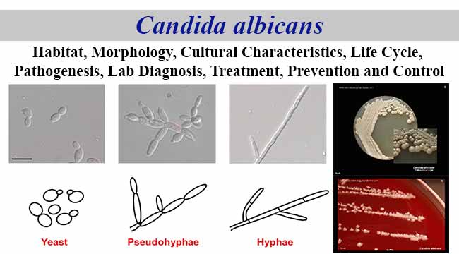 Candida albicans- An Overview