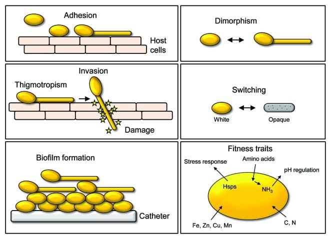 Pathogenesis of Candida albicans