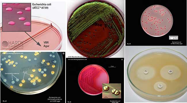 Coli colonies appear as red and round shaped colonies due to the capability...