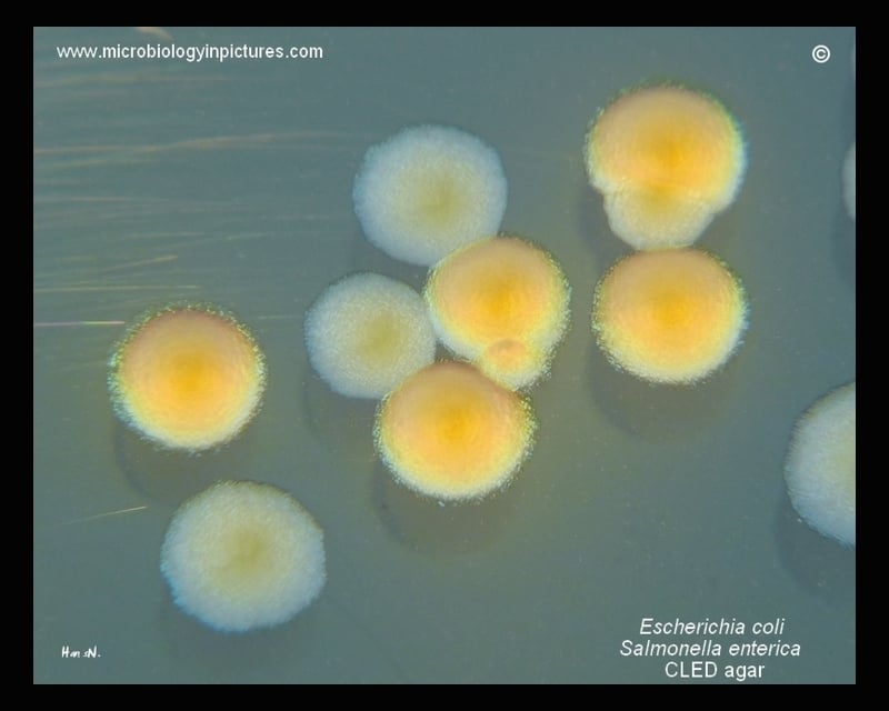 E. coli on CLED agar