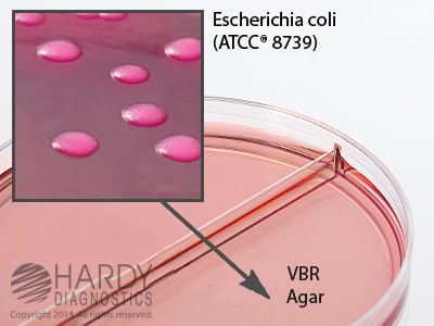 E. coli on VRBA