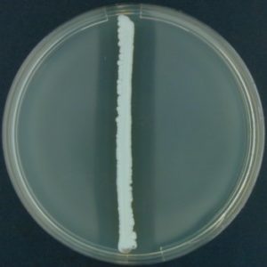 gelatin hydrolysis test on xray film