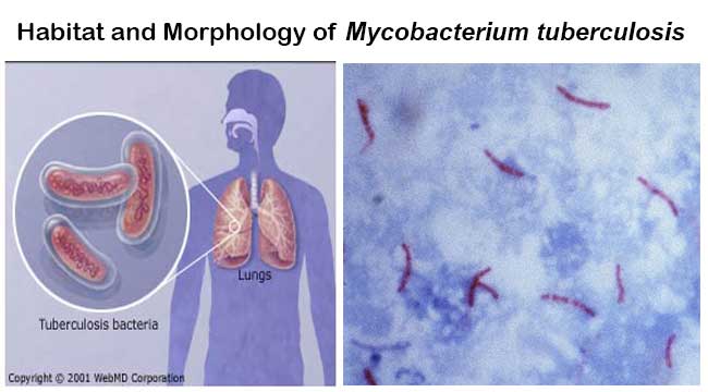 Habitat and Morphology of Mycobacterium tuberculosis