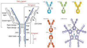Antibody- Structure-and-Classes