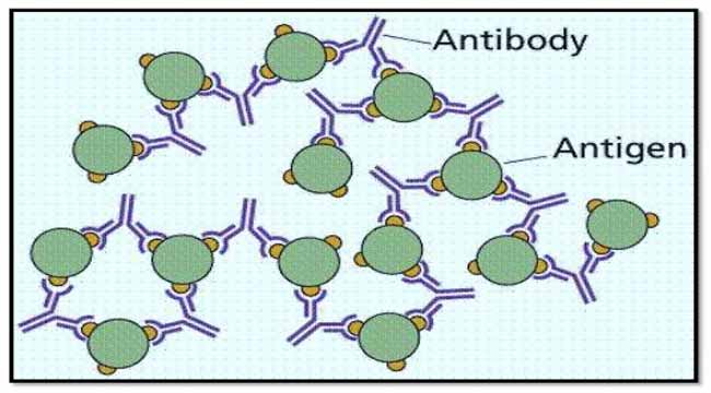 Introduction to Antigen-Antibody Reactions