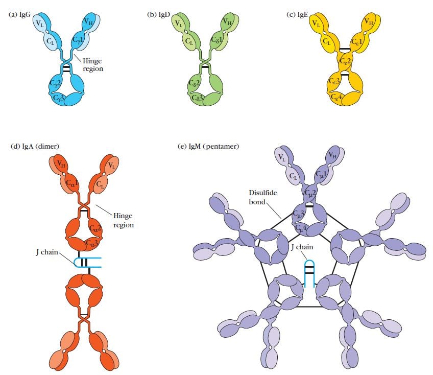 Structures of the five major classes of antibodies