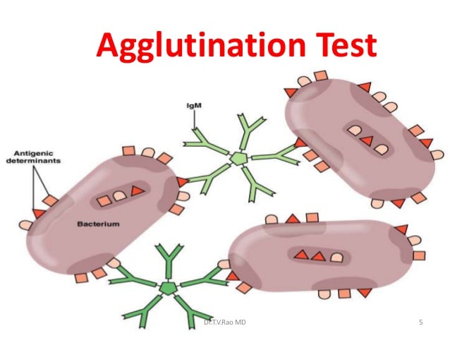 Agglutination- Introduction et applications
