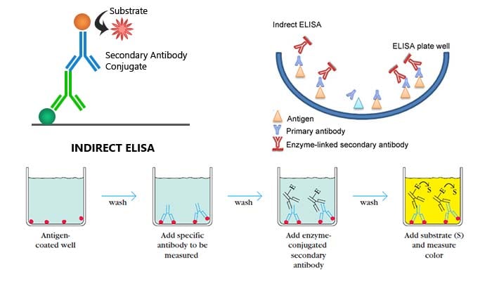 Indirect ELISA- Introduction, Steps, Advantages and Protocol
