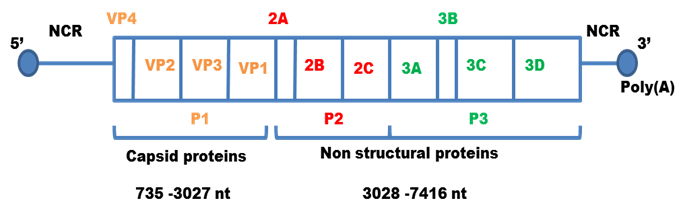 Genome of Hepatitis A Virus