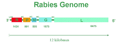 Genome of Rabies Virus