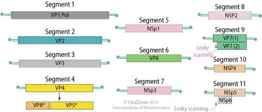 Genome of Rota Virus