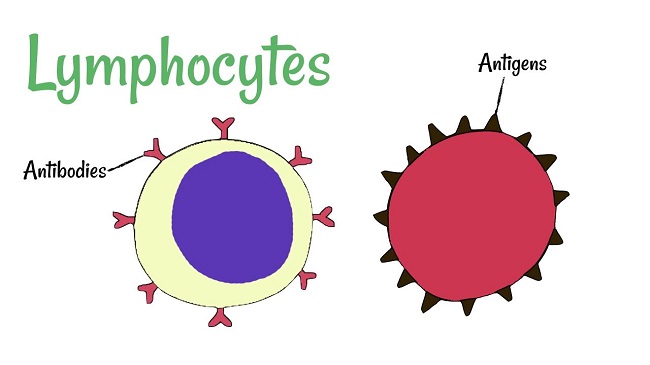Lymphocyte Diagram Lymphocyte Diagram