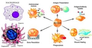 Macrophages- Introductions and Functions