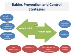 Rabies Virus- An Overview