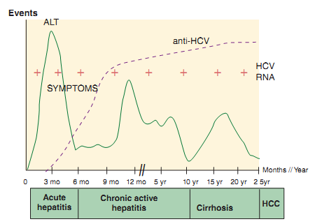 Replication of Hepatitis C Virus