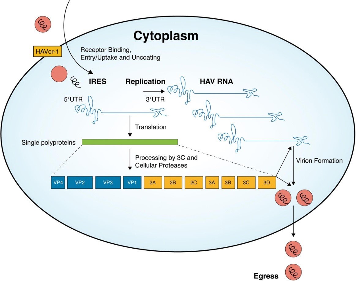 Replication of Hepatitis A Virus