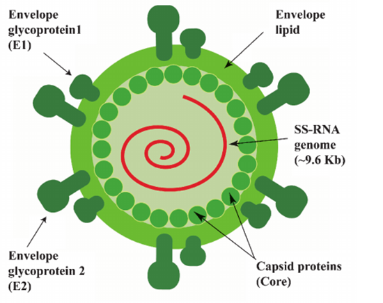 Hepatitis G Virus Structure