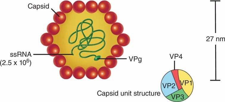 Structure of Hepatitis A Virus