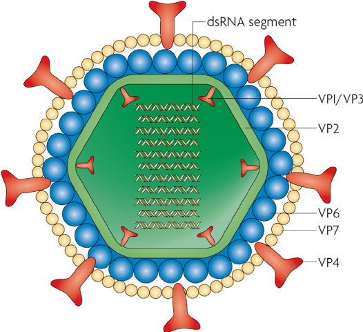Structure of Rota Virus