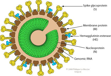 Structure of Torovirus
