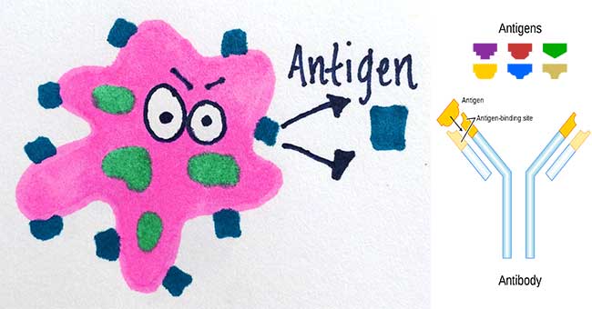 Types of antigen on the basis of source and immune response