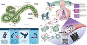 Ebola Virus- Structure, Genome, Epidemiology, Transmission, Replication, Pathogenesis, Clinical Manifestation, Lab Diagnosis, Treatment, Prevention and Control