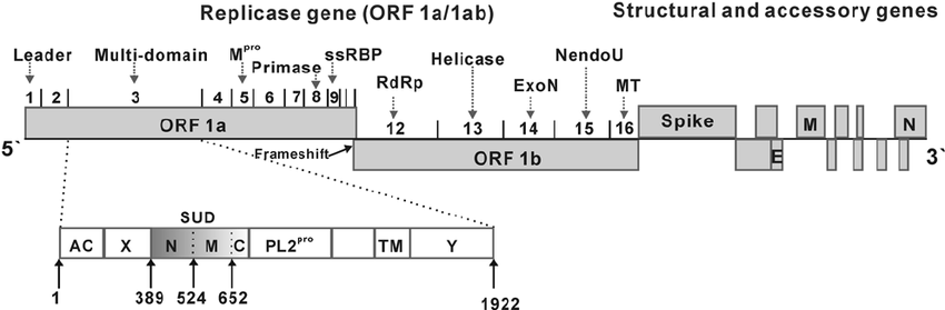 Genome of SARS-CoV