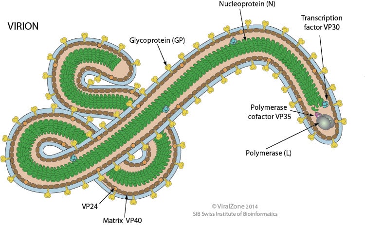 Structure of Ebola Virus
