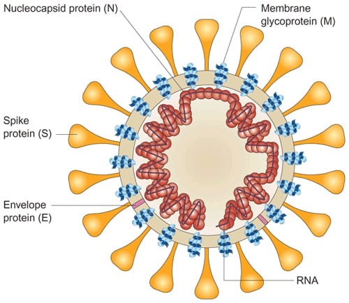 Structure of Severe Acute Respiratory Syndrome Coronavirus (SARS-CoV)