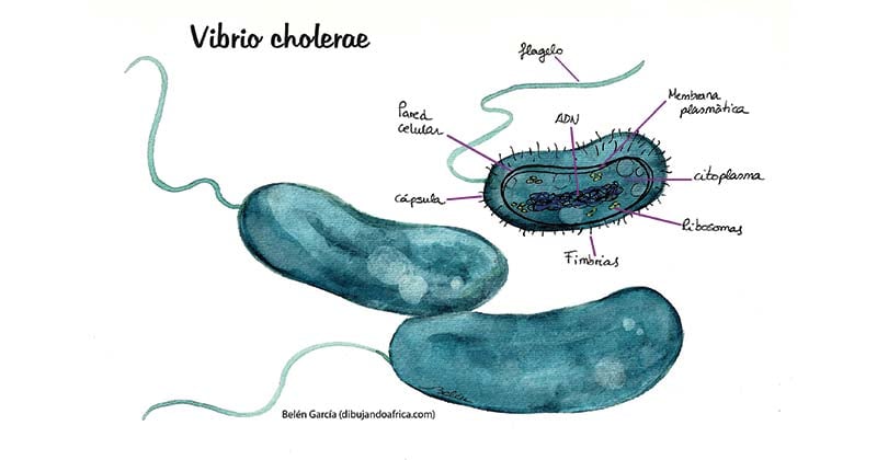 Biochemical Test of Vibrio cholerae