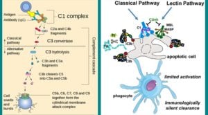 Classical Pathway of Complement Activation