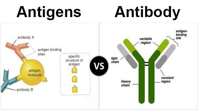 Differences between antigen and antibody