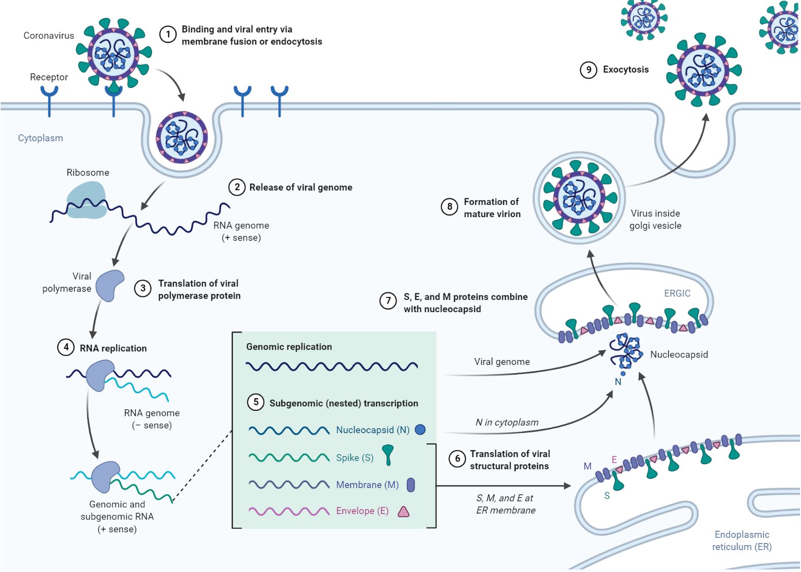 Replication of Coronavirus