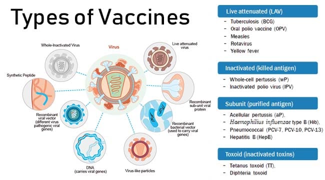 vaccines-definition-principle-types-examples-side-effects