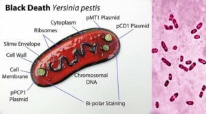 Biochemical Test of Yersinia pestis