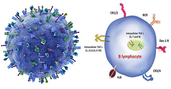 Biology of the B Lymphocyte