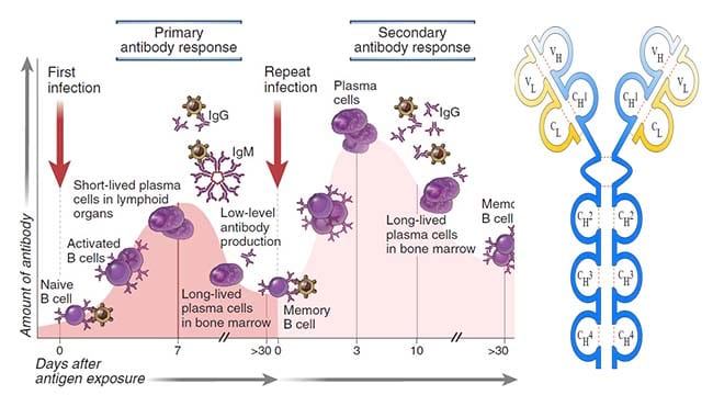Differences between Primary and Secondary Immune Response