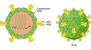 Human Astrovirus
