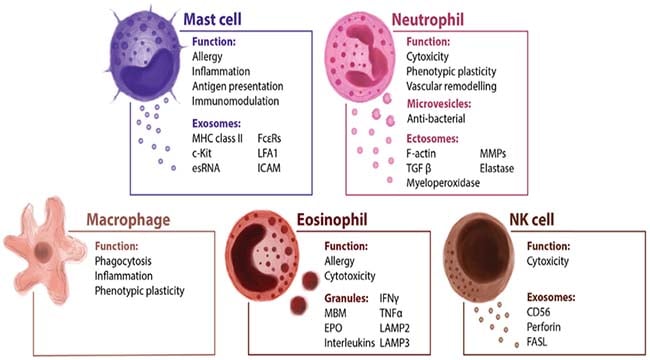 Characteristics Of The Innate Immune System