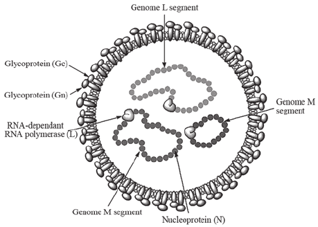 Structure of Crimean-Congo Hemorrhagic Fever Virus