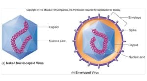 Viruses- Structure, Replication and Diagnosis