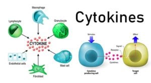 Cytokines- Mechanism of action and Functions