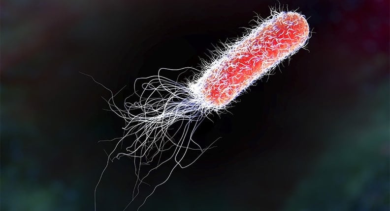 Rapid Method for Enumeration of E. coli Biotype I