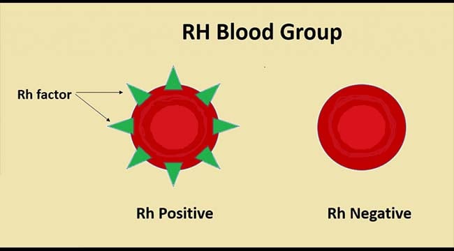 Rh Blood Group System