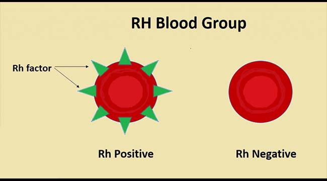 Rh Blood Group System Rh Blood Group System