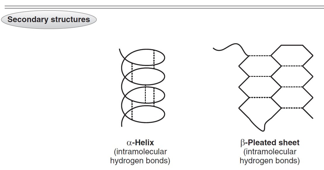 SECONDARY STRUCTURE is the arrangement of hydrogen bonds between the peptid...