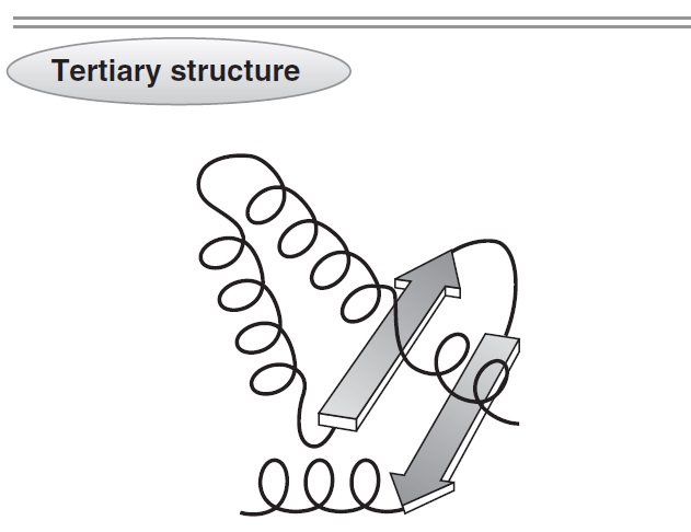 Tertiary Structure of Protein